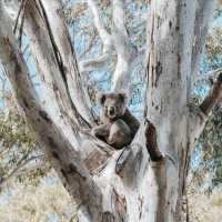 Spot koalas in the wild | Everyday Nicky