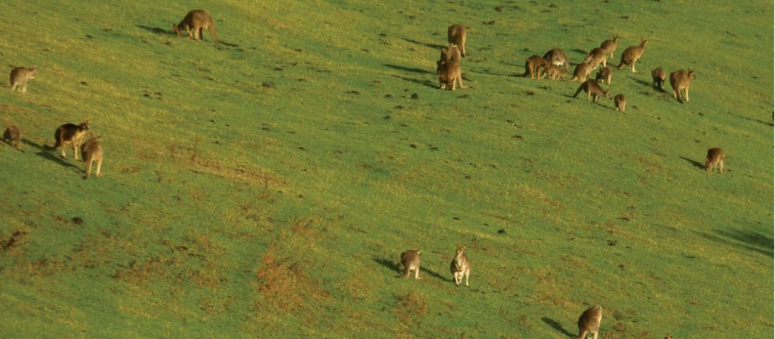 Wild kangaroos in the field |  <i>Caroline Mongrain</i>