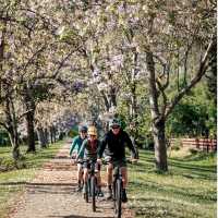 Murray to Mountains Rail Trail
 | Ride High Country