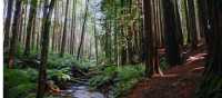 Witness the Otway Redwoods in Victoria