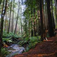 Witness the Otway Redwoods in Victoria