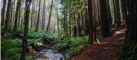 Witness the Otway Redwoods in Victoria