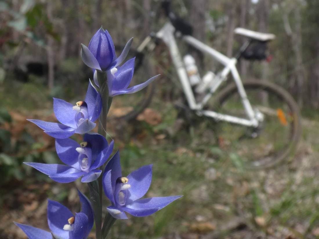 Cycling along the Munda Biddi Trail from Albany to Walpole