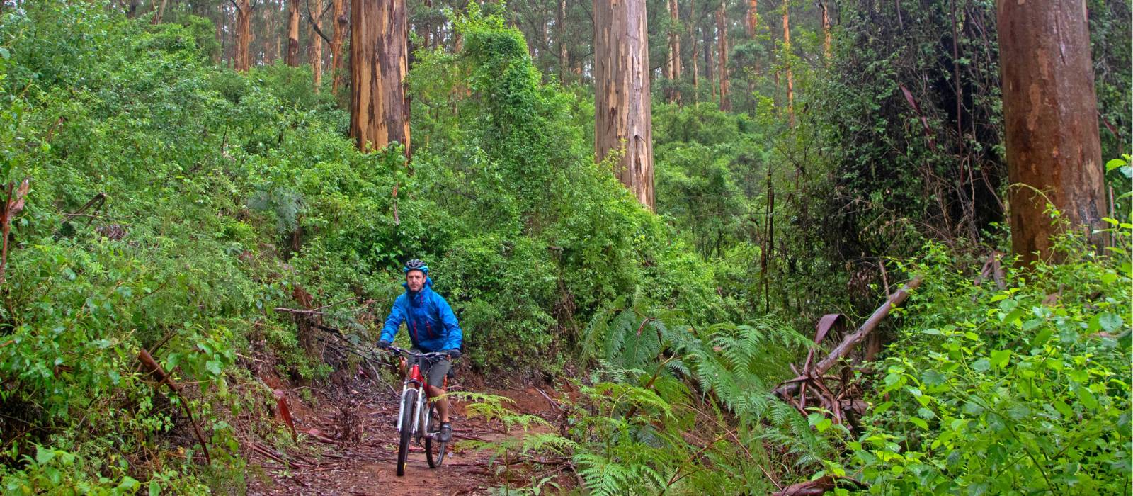 Munda Biddi Trail | Andrew Bain