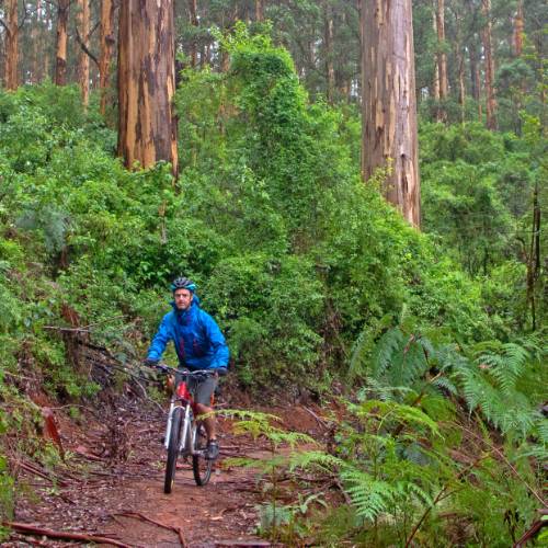 Munda Biddi Trail