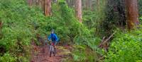 Munda Biddi Trail |  <i>Andrew Bain</i>