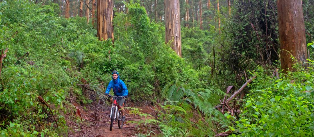 Munda Biddi Trail |  <i>Andrew Bain</i>