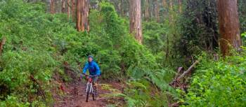 Munda Biddi Trail |  <i>Andrew Bain</i>