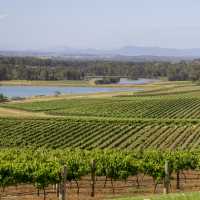 Scenic view of Audrey Wilkinson Vineyard, Pokolbin | Destination NSW