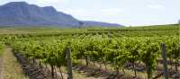 Cycle past the scenic vineyards near Pokolbin in the Hunter Valley | Destination NSW