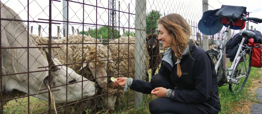 Meeting local farm animals on the Danube Cycle Path, Hungary |  <i>Lilly Donkers</i>