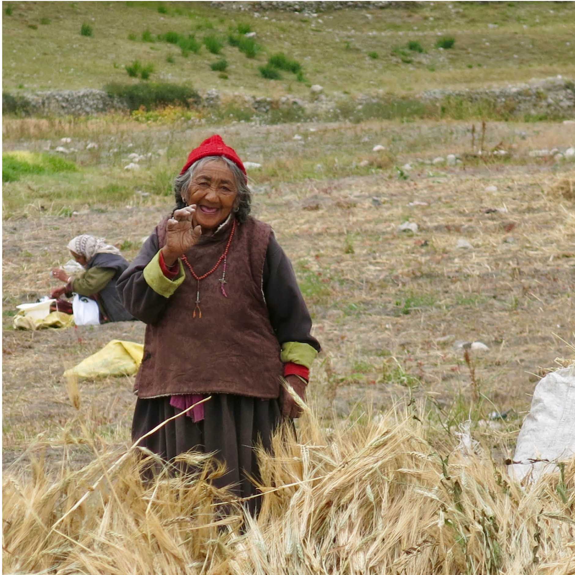 Ladakhi lady in fields Hemis Shukpachan | Margie Thomas