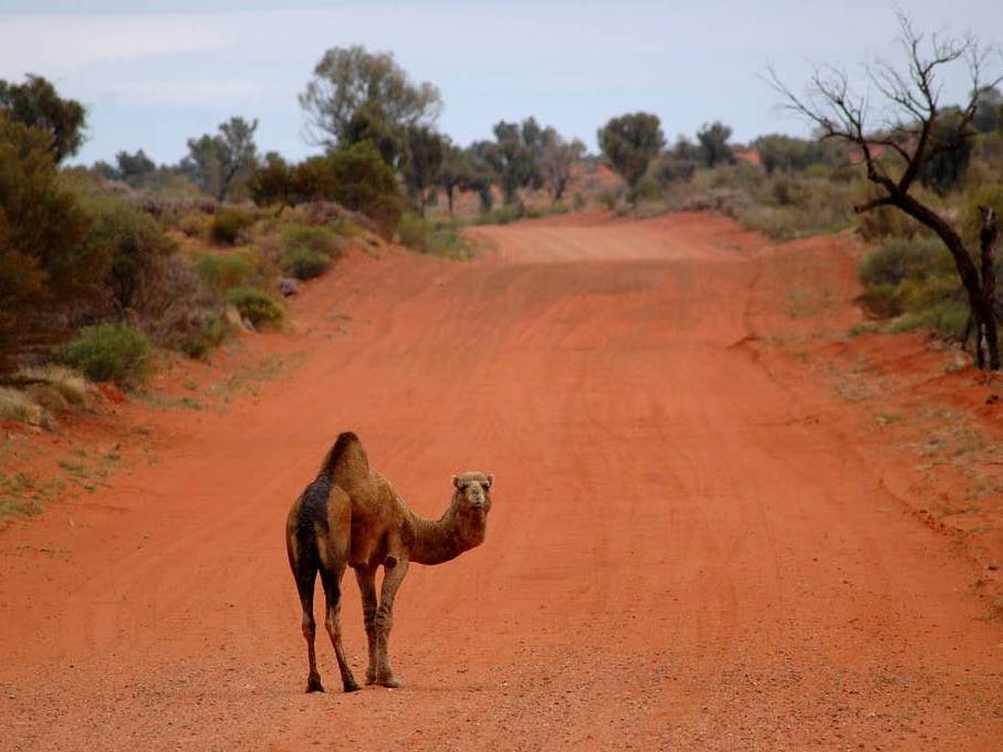A lone camel on the Docker River Road, NT |  <i>Kate Leeming</i>