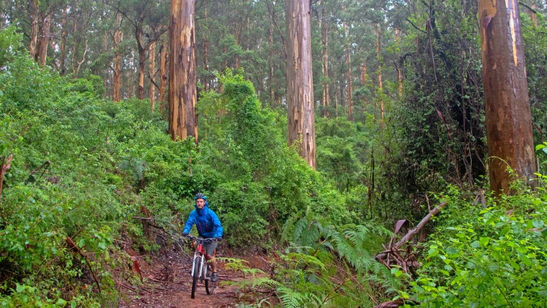 Munda Biddi Trail |  <i>Andrew Bain</i>