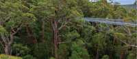 Our school programs walk along the Valley of the Giants Tree Top Walk, South West Australia | Tourism Western Australia
