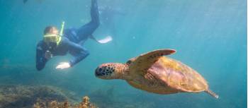 Snorkelling with sea turtles in the warm waters of Magnetic Island | Tourism and Events Queensland