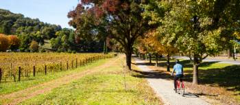 Cycling near Feathertop Wines, Bright | Josie Withers