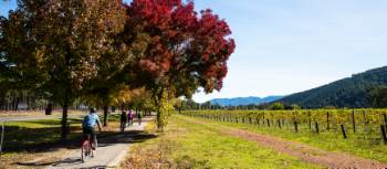 Cycling past a vineyard near Bright on the Murray to Mountains Rail Trail in Victoria | Josie Withers