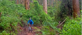 Munda Biddi Trail | Andrew Bain